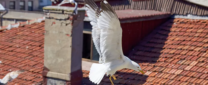 Residential Chimney Animal Removal Solution in Laguna Niguel, CA